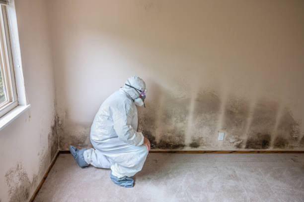Best Comprehensive Air Testing for Mold Contaminants  in Hellertown, PA